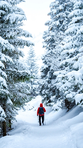 冬季雪地雪松帅哥背包旅行背影图片